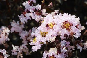 Obraz Lagerstroemia